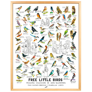 FREE LITTLE BIRDS